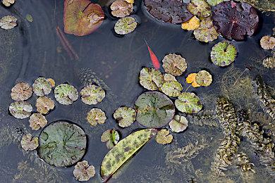 《真女神转生5》恶魔介绍：使魔阿珈席翁